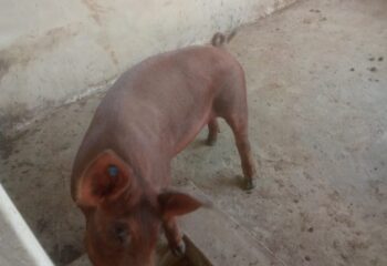 WhatsApp Image 2025-02-08 at 5.15.26 AM (10)