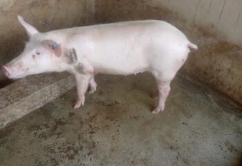 WhatsApp Image 2025-02-08 at 5.15.26 AM