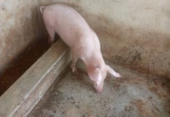 WhatsApp Image 2025-02-08 at 5.15.26 AM (9)